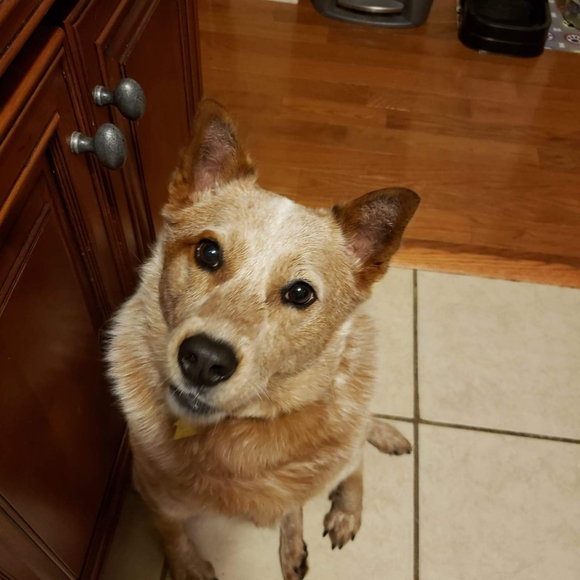 Meet your Posher, Shelby - Picture 7 of 8